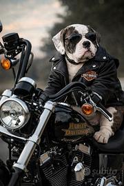 Old american Bulldog cuccioli e adulti