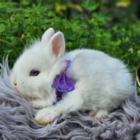 Mini coniglietti,conigli