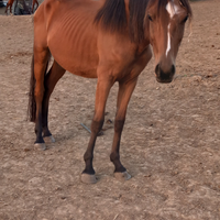 Puledro