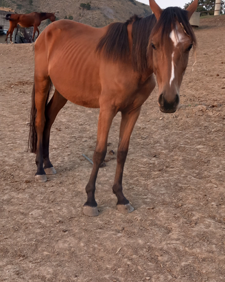 Puledro