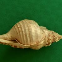 Conchiglia Charonia