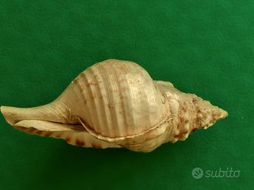Conchiglia Charonia