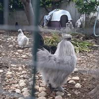 Moroseta nera nera grigio perla
