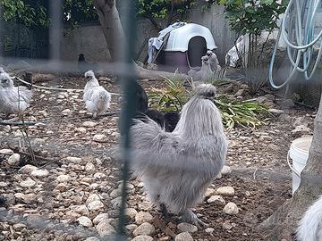 Moroseta nera nera grigio perla