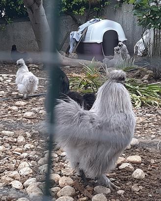 Moroseta nera nera grigio perla