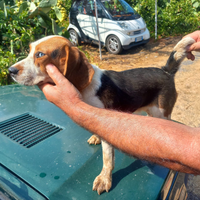 Cucciolo di beagle