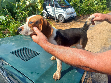 Cucciolo di beagle