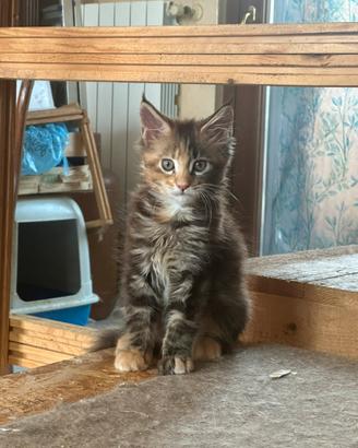 Cuccioli Maine Coon XXL