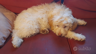 Cane lagotto romagnolo