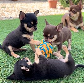 CHIHUAHUA TOY CUCCIOLI BICOLORE - pag. mensili