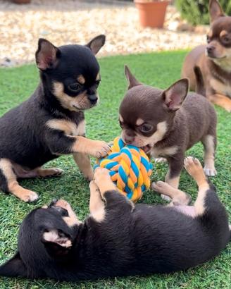 CHIHUAHUA TOY CUCCIOLI BICOLORE - pag. mensili