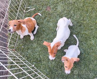 Jack Russell