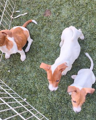 Jack Russell