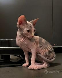 Sphynx