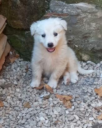 Pastore maremmano abruzzese femmina