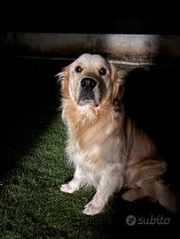 Golden retriever inglese per monta