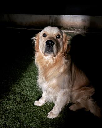 Golden retriever inglese per monta