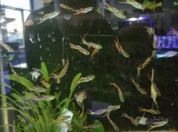 Endler pesci acquario