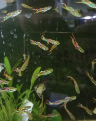 Endler pesci acquario