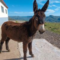 Asini ragusani maschi