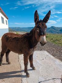 Asini ragusani maschi