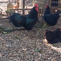 Gallina Australorp nero