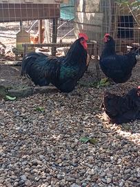 Gallina Australorp nero