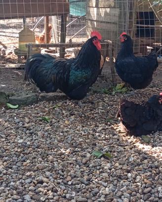 Gallina Australorp nero