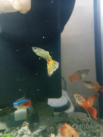 Guppy,Platy e Molly