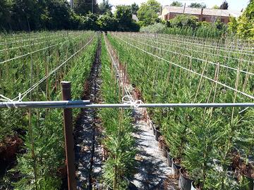 Piante da siepe Leylandii 