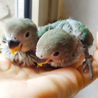 Inseparabili allevati a mano