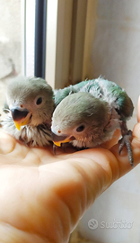 Inseparabili allevati a mano