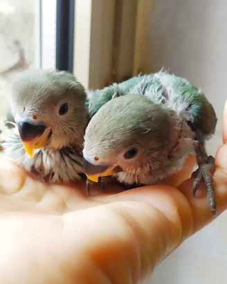 Inseparabili allevati a mano