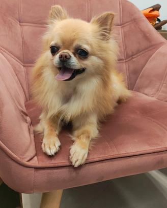Chihuahua