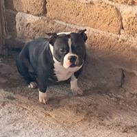 American bully