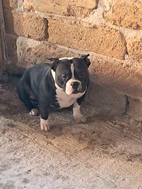 American bully