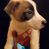 Cuccioli di jack russel