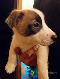 Cuccioli di jack russel