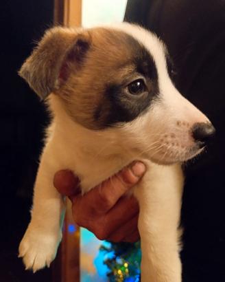 Cuccioli di jack russel