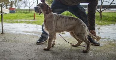 Setter caccia e gare