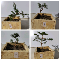 Alcuni bonsai di abete bianco (nati da seme)
