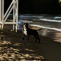 Maschio stallone amstaff per accoppiamento