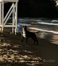 Maschio stallone amstaff per accoppiamento