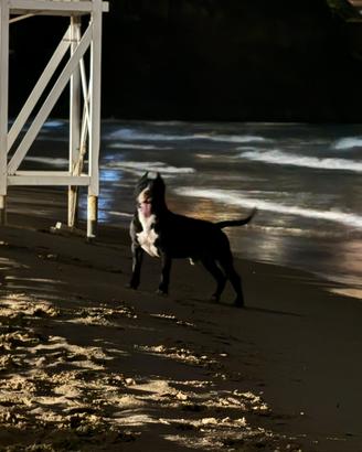 Maschio stallone amstaff per accoppiamento