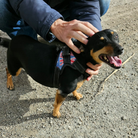 Si regala cagnolina simil pincer