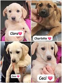 Piccoli cuccioli futura taglia media patatosi