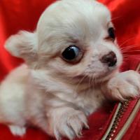 Maschietto cucciolo chihuahua