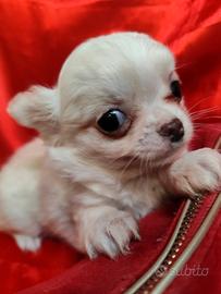 Maschietto cucciolo chihuahua