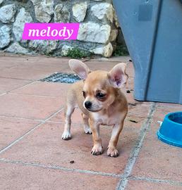 Cucciola di chihuahua