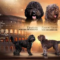 Barbet , cugino del lagotto romagnolo